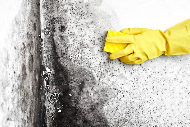 Home Mold Removal in Hot Springs, AR