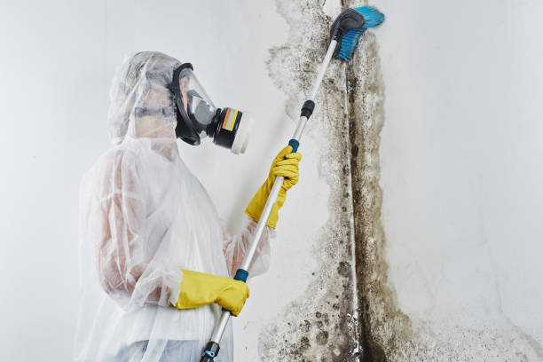 Best Commercial Mold Removal  in Hot Springs, AR