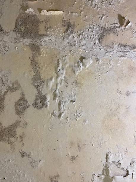 Best Fast Mold Removal  in Hot Springs, AR